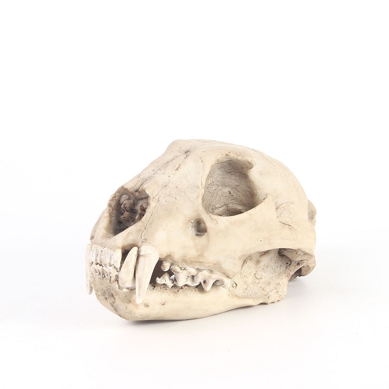 Leopard Skull Model Resin Craf - Art And Craft Zoo Animals ulasan dan harga