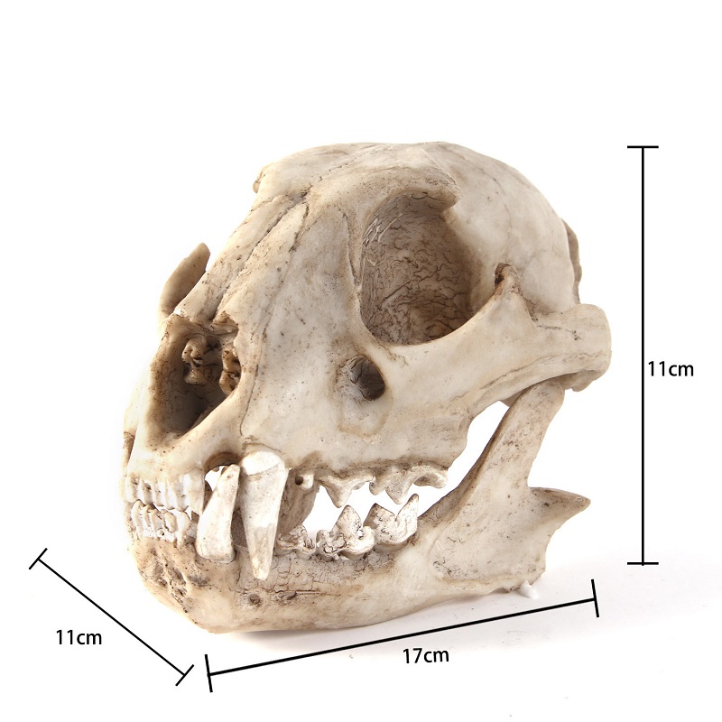Leopard Skull Model Resin Craf - Art And Craft Zoo Animals ulasan dan harga