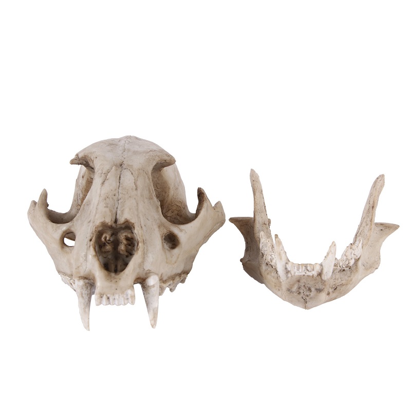 Leopard Skull Model Resin Craf - Art And Craft Zoo Animals ulasan dan harga