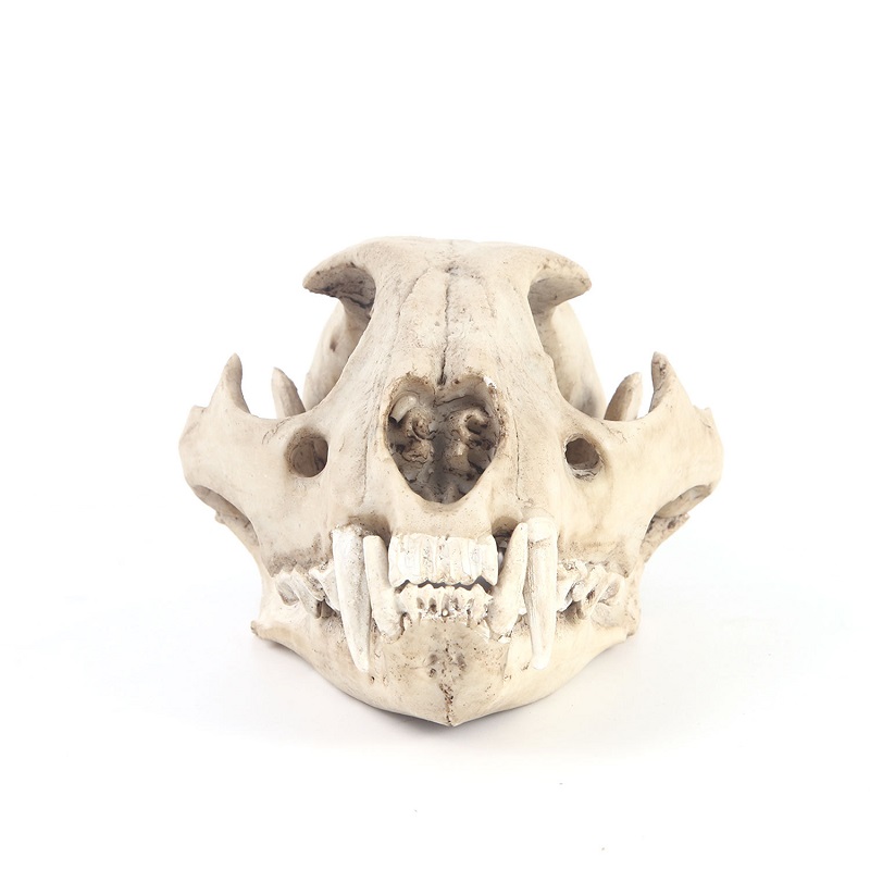 Leopard Skull Model Resin Craf - Art And Craft Zoo Animals ulasan dan harga